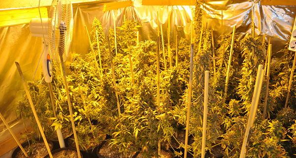  На Златибору откривена лабораторија за производњу марихуане
