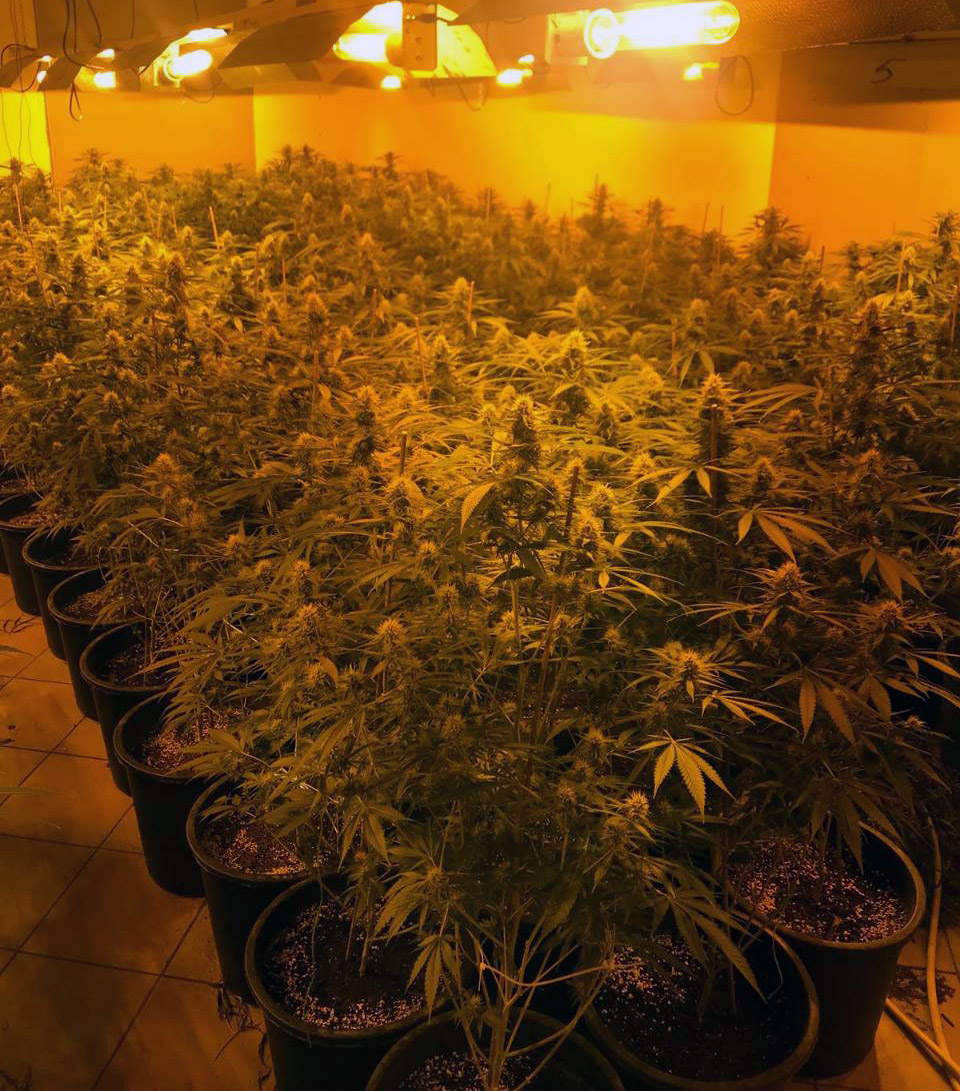 Otkrivene dve laboratorije za uzgoj marihuane