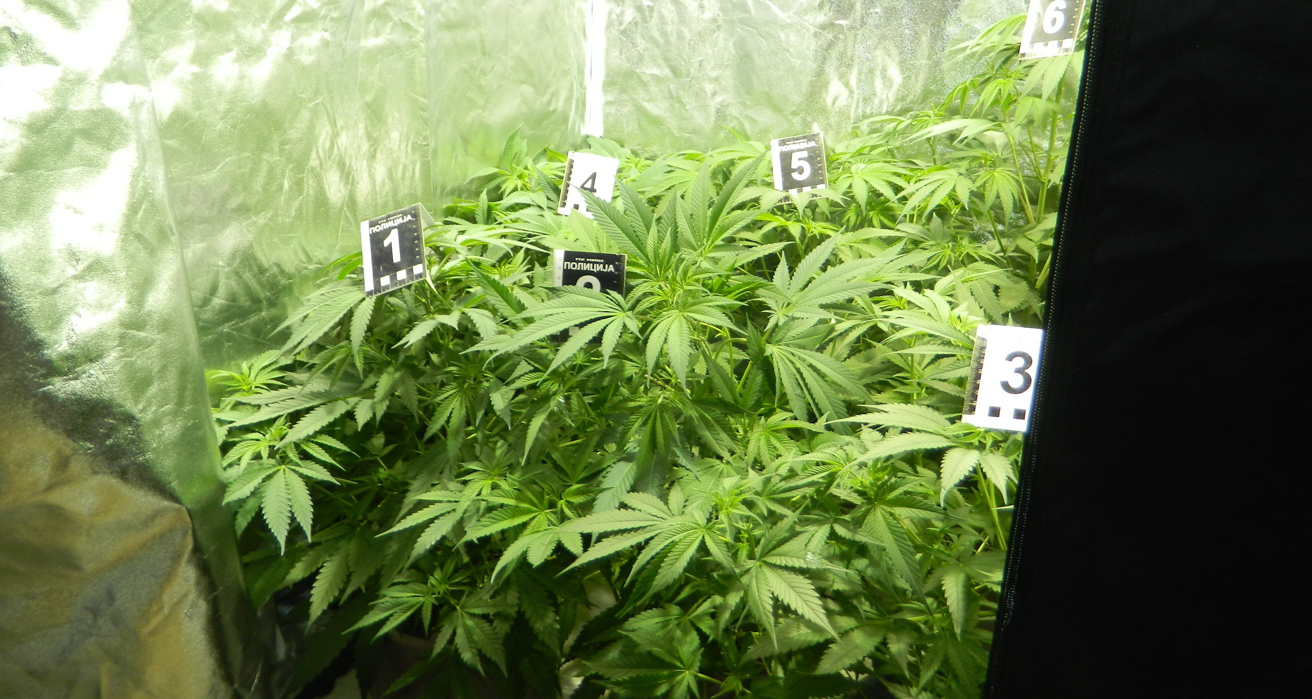 Откривена лабораторија за узгајање марихуане