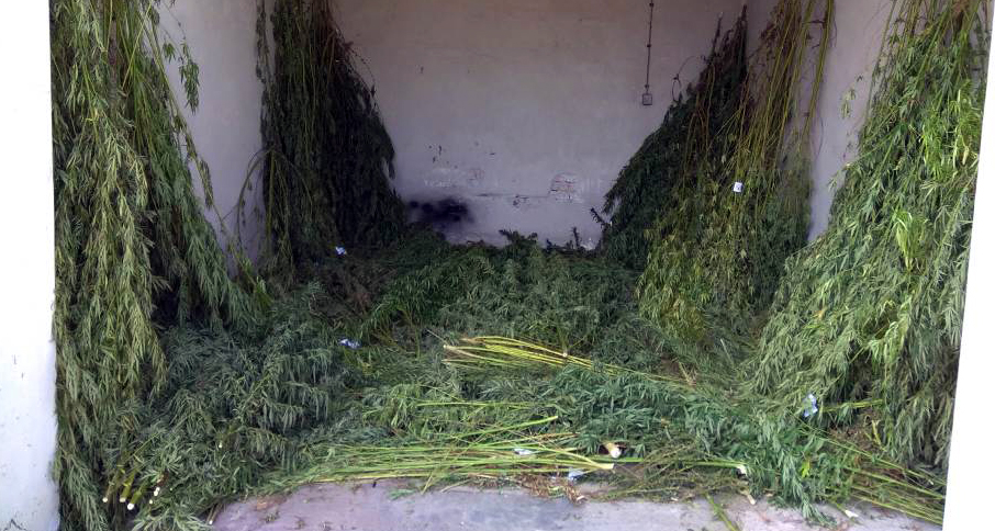 Policija pronašla zasad kanabisa u Horgošu i zaplenila 51 stabljiku