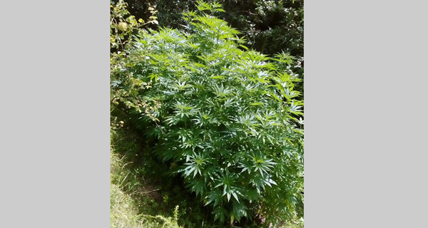 Zaplenjeno 23 kilograma marihuane