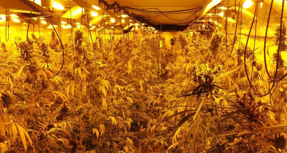 Полиције Шпаније и Србије, у заједничкој акцији, пронашле засаде од око 2,5 тоне марихуане у три илегалне лабораторије
