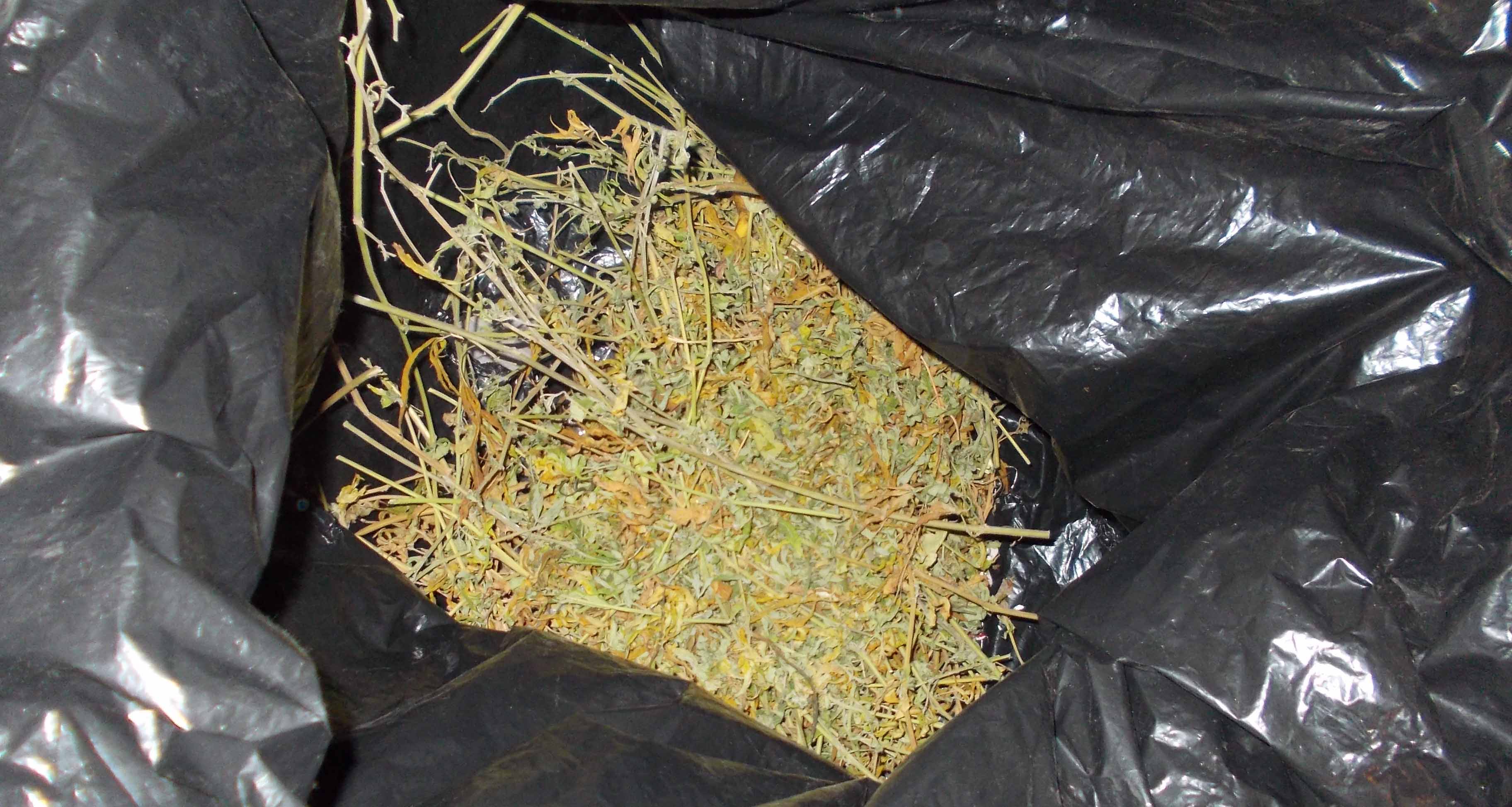 Zaplenjeno više od 10 kilograma marihuane