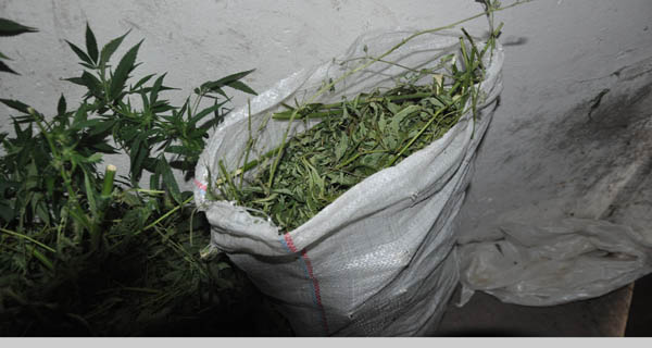 U selu kod Jagodine otkriveno 30 kilograma indijske konopljе