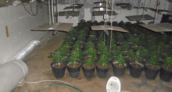 Пронађена лабораторија за узгој марихуане у стану у Инђији