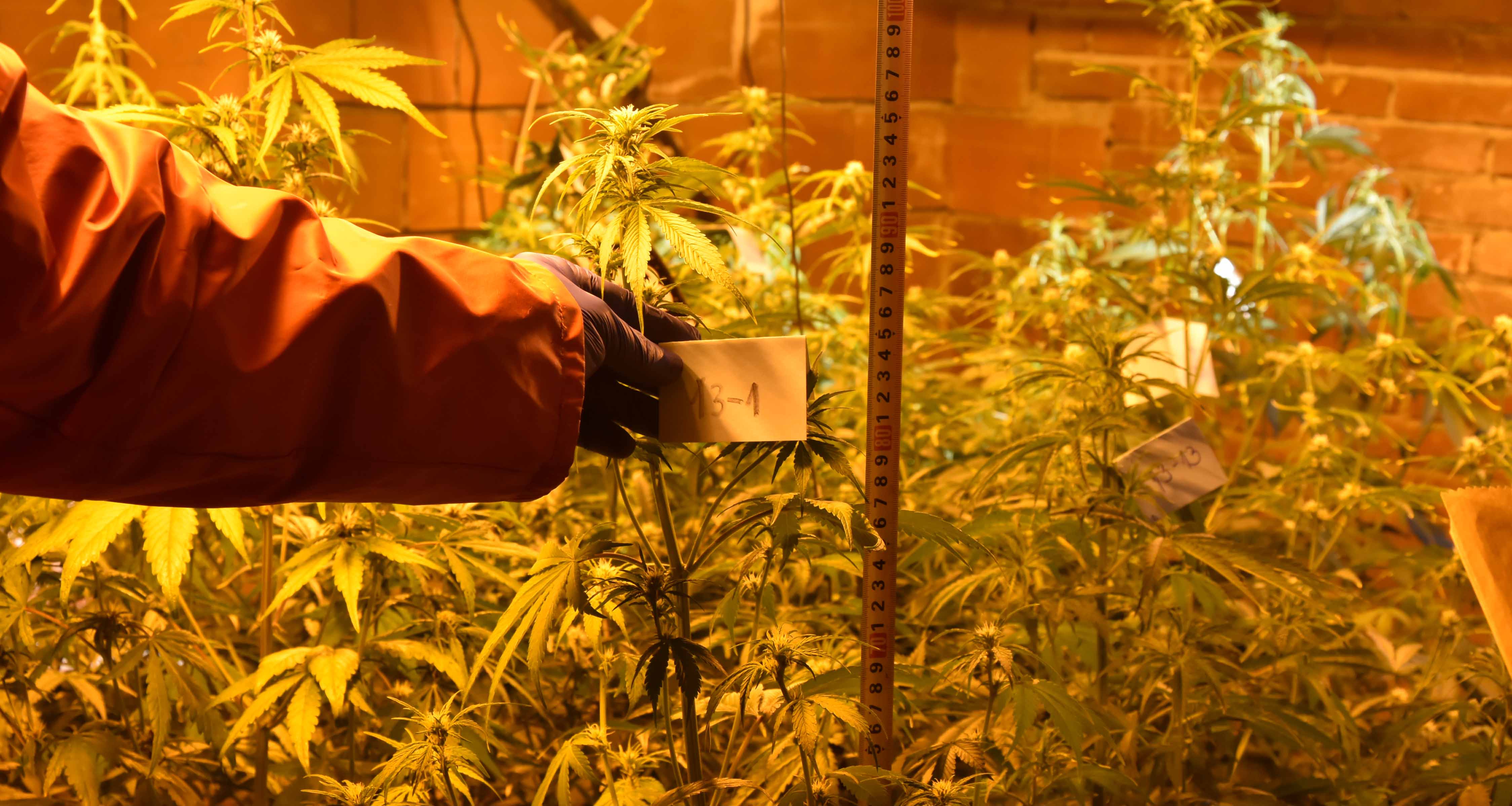 Otkrivena laboratoriju za uzgoj marihuane, uhapšene dve osobe