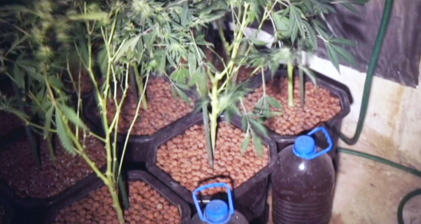 Pronađena laboratorija za uzgajanje marihuane i zaplenjeno više od 1,5 kg ove opojne droge