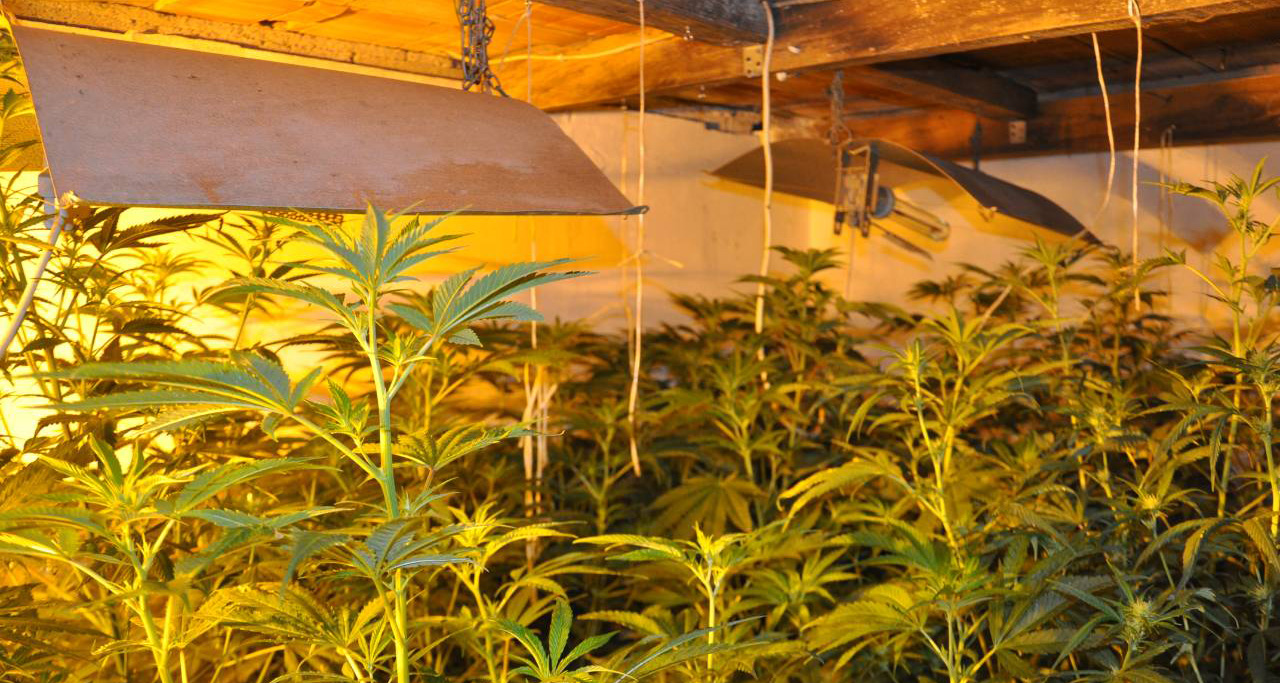 U kući osumnjičenog pronađena laboratorija za proizvodnju marihuane u veštačkim uslovima