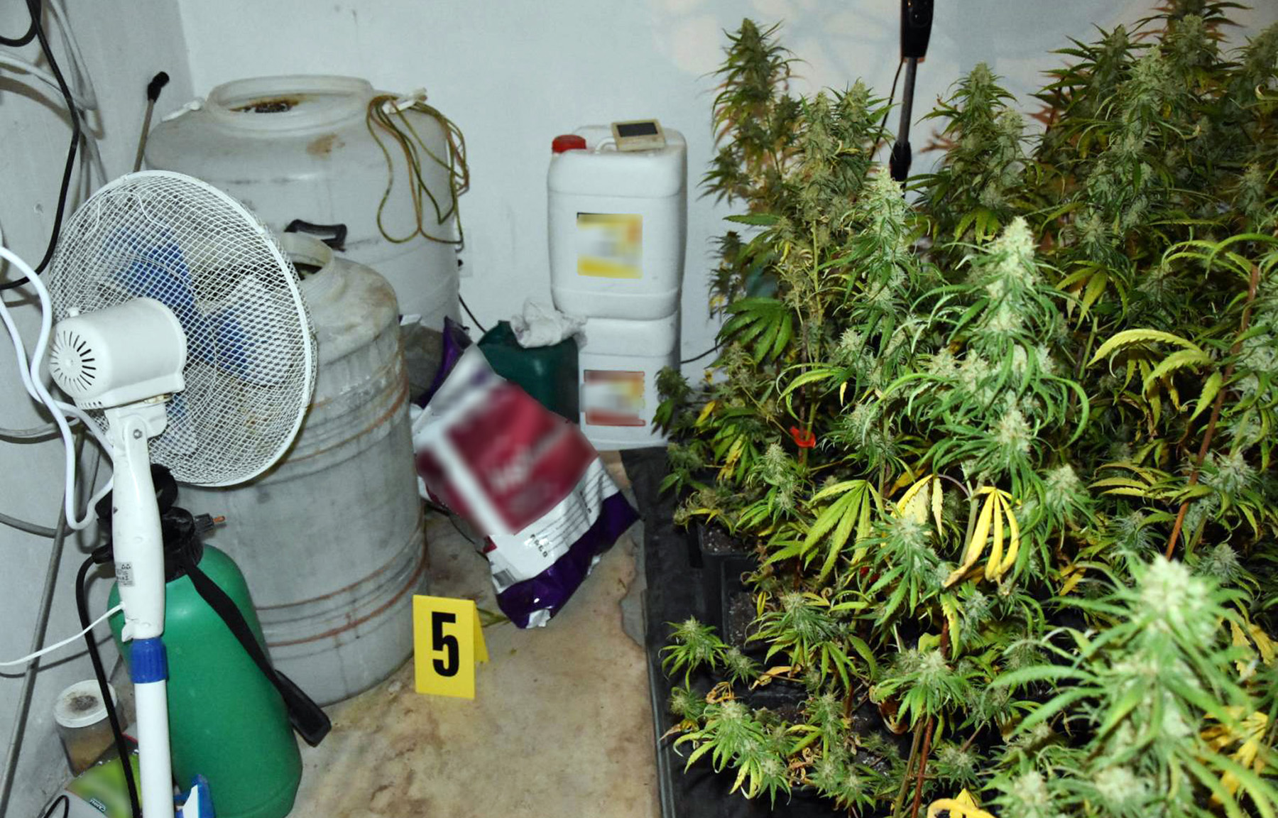 Пронађена илегална лабораторија за узгој марихуане и ухапшен осумњичени