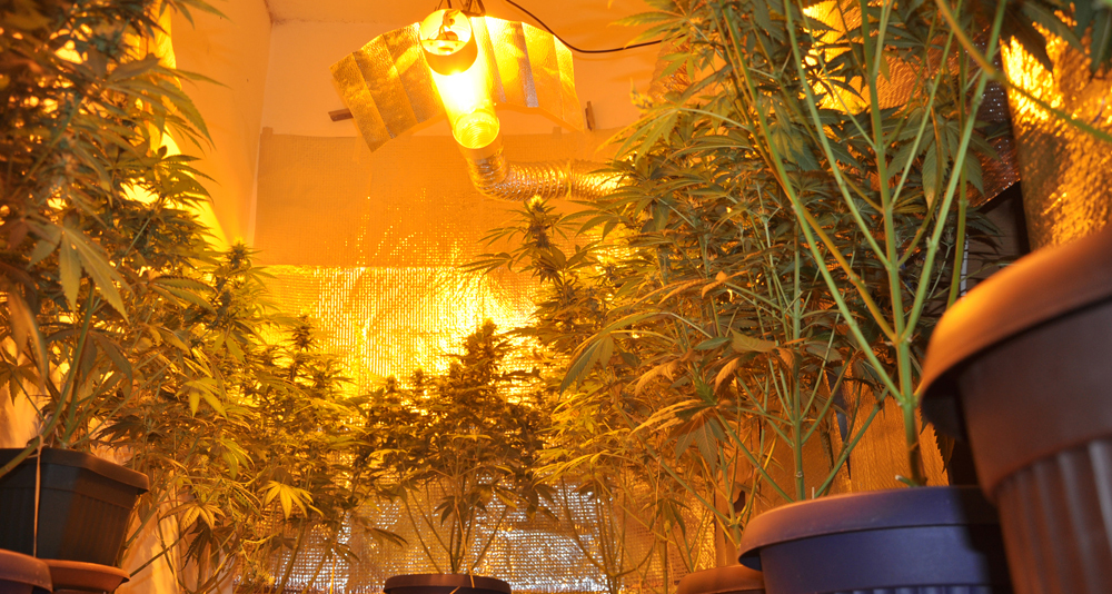 Policija pronašla improvizovanu laboratoriju za proizvodnju opojne i zaplenila oko 5 kg marihuane