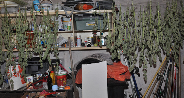 Pronađena marihuana, zasad indijske konoplje i oprema za uzgajanje, u privatnoj kući