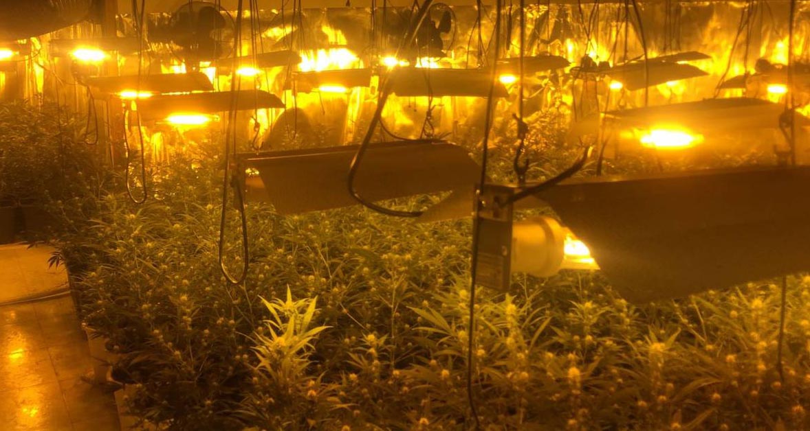Policije Španije i Srbije, u zajedničkoj akciji, pronašle zasade od oko 2,5 tone marihuane u tri ilegalne laboratorije