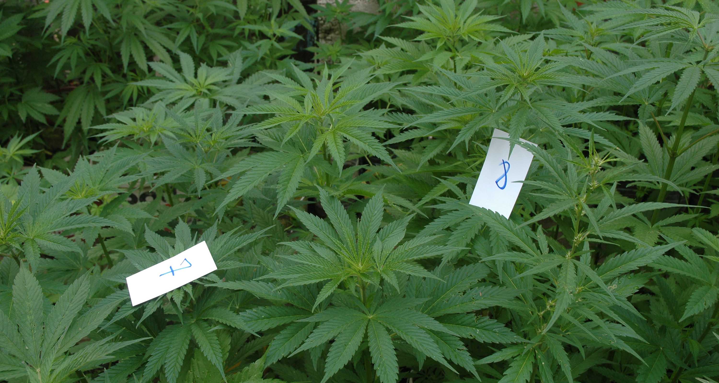 Заплењена већа количина марихуане у Панчеву 