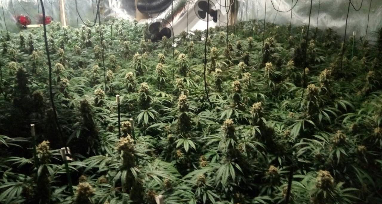 Полиције Шпаније и Србије, у заједничкој акцији, пронашле засаде од око 2,5 тоне марихуане у три илегалне лабораторије