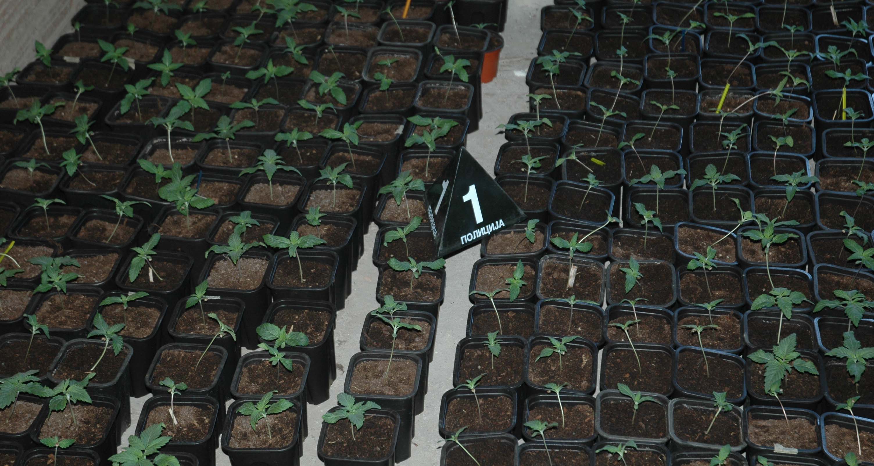 Otkrivena laboratorija za uzgoj marihuane, uhapšene dve osobe