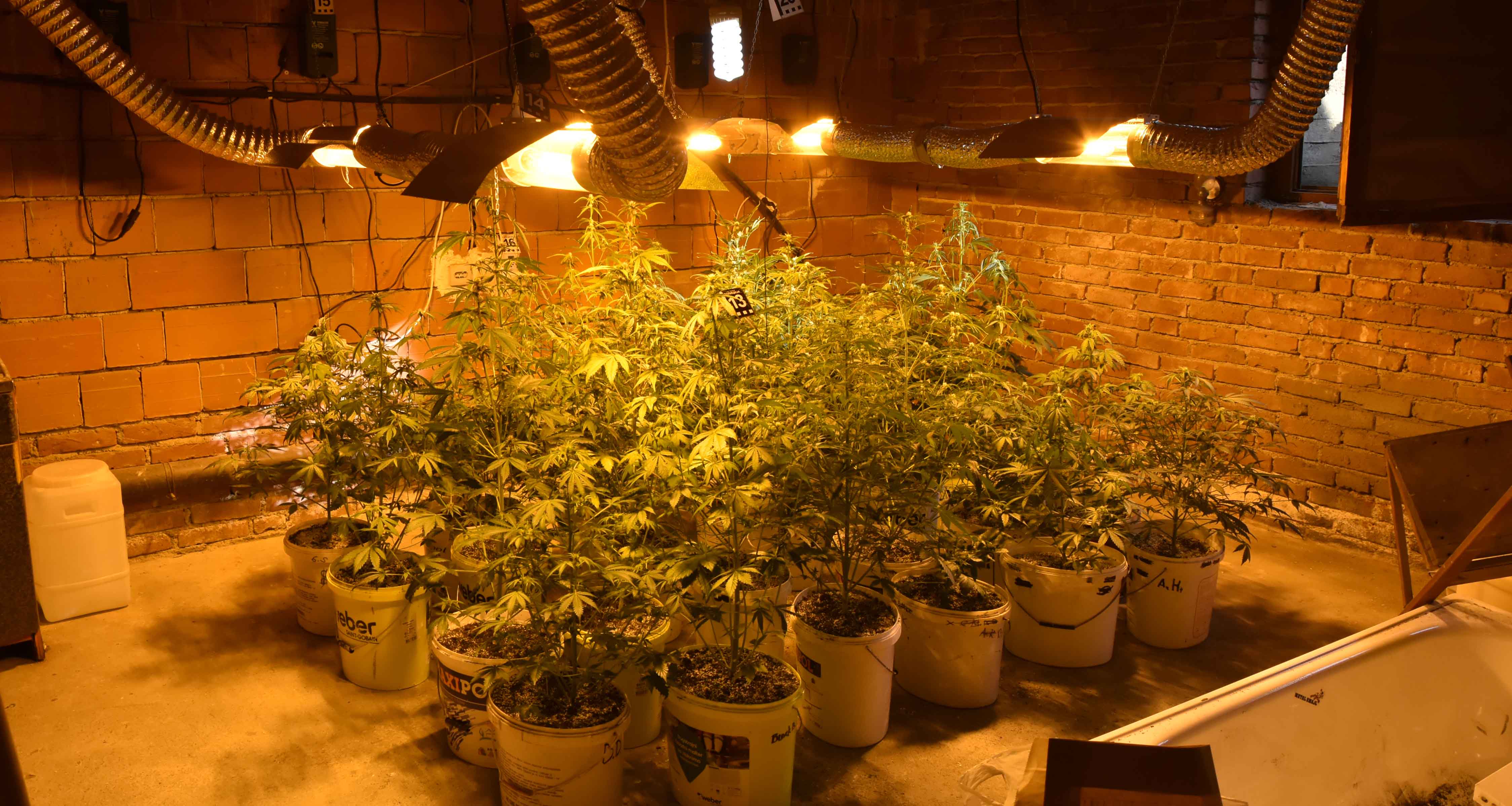 Otkrivena laboratoriju za uzgoj marihuane, uhapšene dve osobe