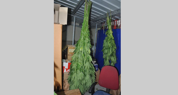 Zaplenjeno 23 kilograma marihuane