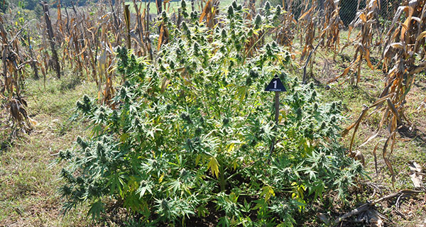 У околини Крагујевца пронађен засад канабиса и заплењена марихуана