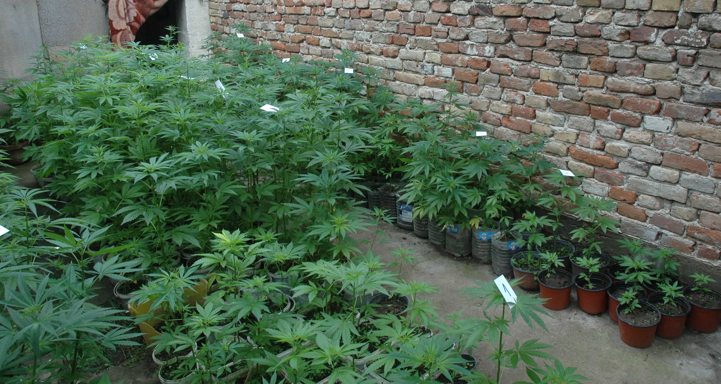 Заплењена већа количина марихуане у Панчеву 