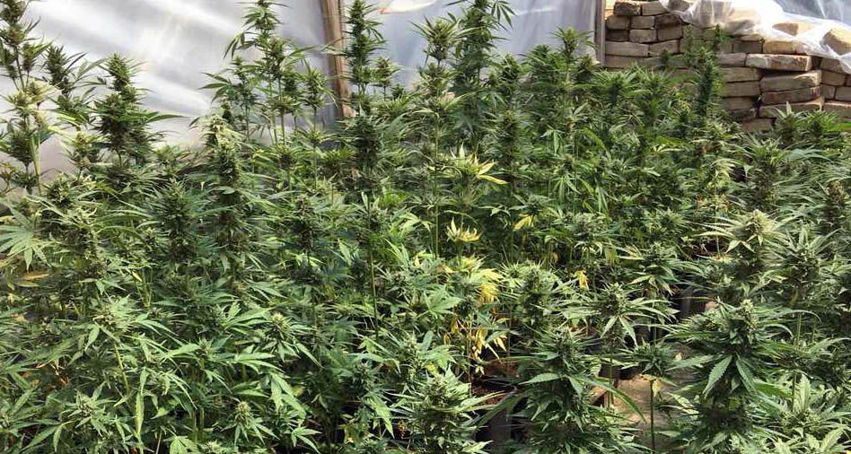 U zajedničkoj akciji srpske i austrijske policije otkrivene tri laboratorije za uzgoj marihuane, uhapšeno šest osoba