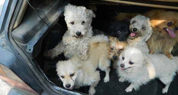 Osumnjičeni za krađu 20 rasnih pasa