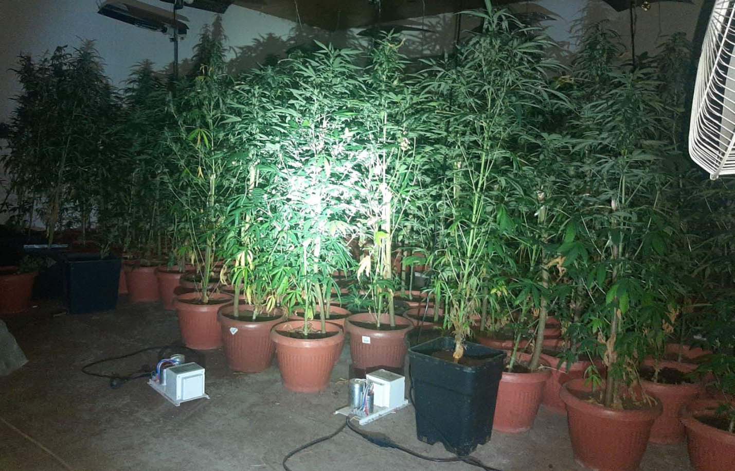 Otkrivena improvizovana laboratorija za veštački uzgoj marihuane