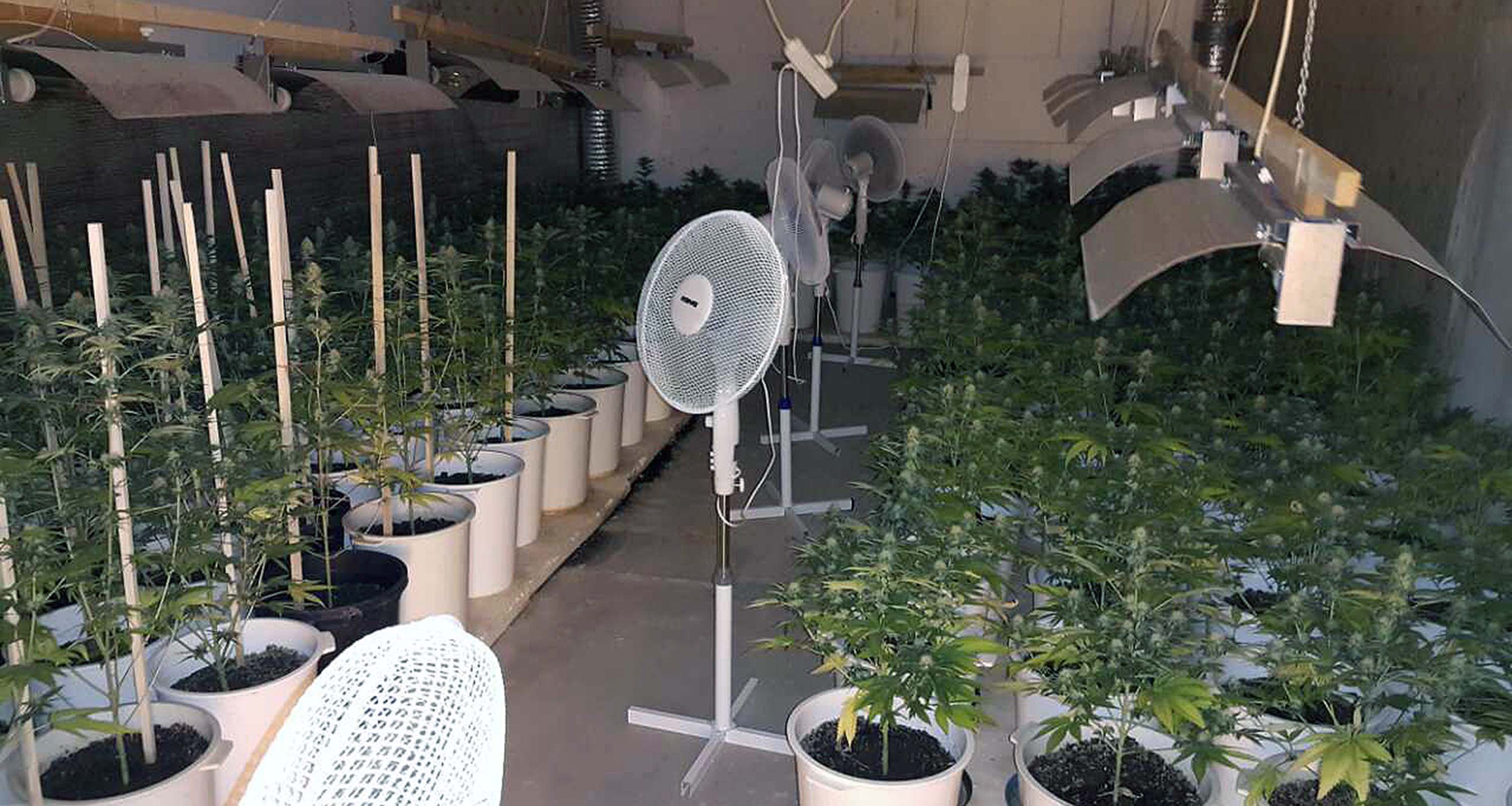 Otkriveno pet laboratorija za uzgoj marihuane, zaplena više od 1.500 sadnica i 10 kilograma opojne droge