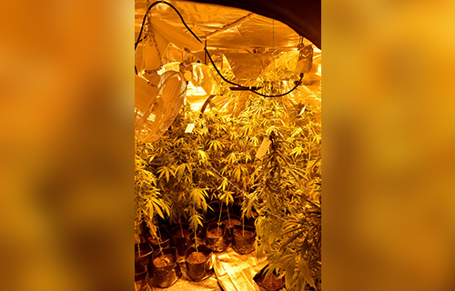Otkrivena laboratorija za uzgoj marihuane