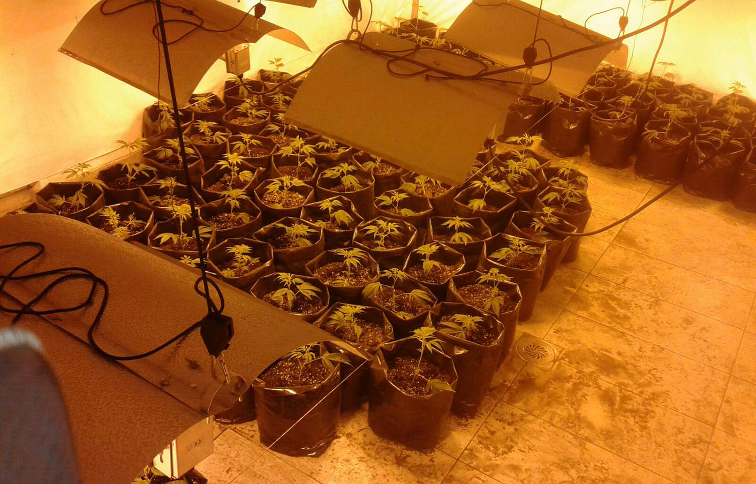 Otkrivena laboratorija za uzgoj marihuane u veštačkim uslovima i uhapšen osumnjičeni
