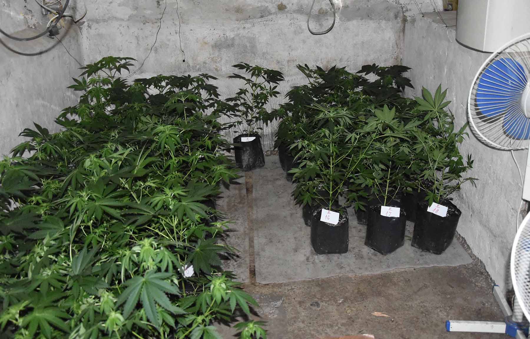 Na području Nove Crnje otkrivena ilegalna laboratorija za proizvodnju marihuane i uhapšene dve osobe